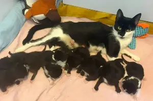 Cat leaves shelter workers in awe after giving birth to staggering number of kittens in one litter