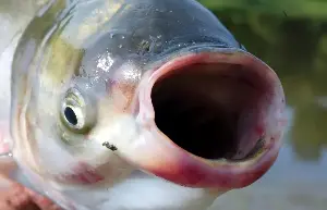 Invasive carp are getting closer to the Great Lakes, prompting warnings