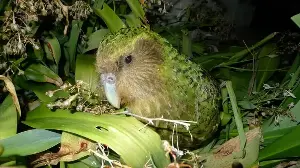 The kākāpō population is growing.