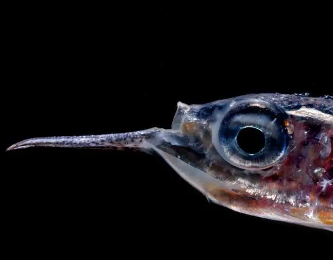 Bruselas se fija 2035 para convertir a la UE en líder mundial de la observación oceánica ante el abandono de EEUU