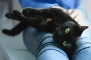 Woman Gets Cat Thinking It Would Be ‘Independent’—Quickly Realizes Mistake