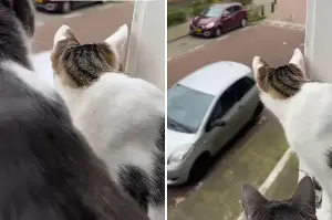 Indoor Cat Just Found Out Other Felines Exist—Wasn’t Ready for It