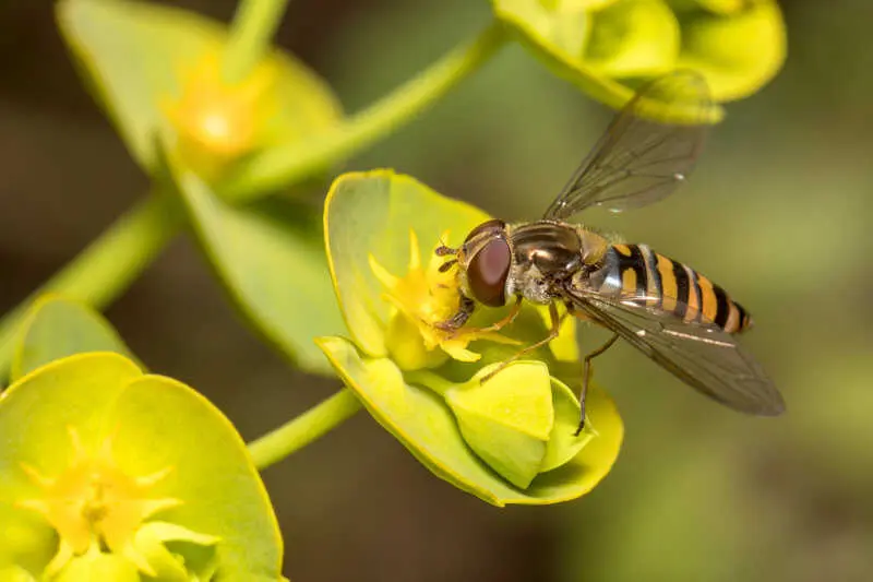 Una investigación de CSIC señala que el ojo de la mosca mantiene un núcleo genético común tras 90 millones de años