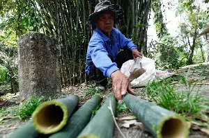 Ramadan boosts income for lemang bamboo hunter