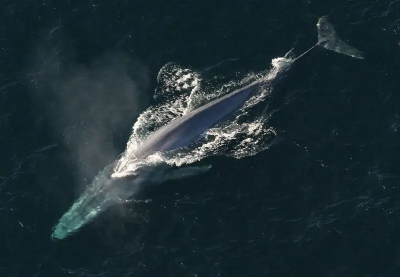 Fin a décadas de ausencia: las ballenas azules y de aleta recolonizan el Atlántico