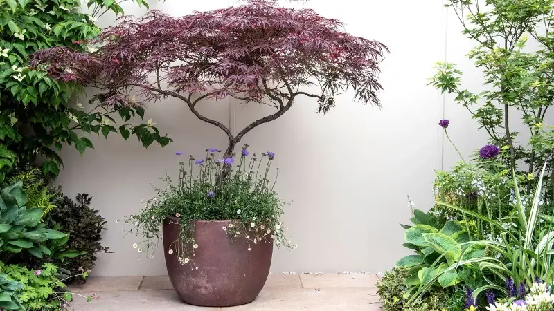 Make a Small Patio Feel Expensive With 3 Container Gardening Tricks Designers Swear By