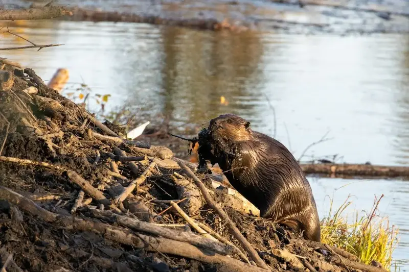 Beavers reshape rivers with dams that reorganize the plants and animals living nearby for years afterward. 