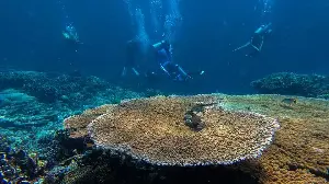 Marine Heatwaves Pose Risks to Human Health: What Are They?