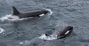Off the coast of South Africa, orcas have learned to kill great white sharks with surgical precision — seizing a pectoral fin, eviscerating the shark in under two minutes, and taking one organ above all: the enormous, oil-rich liver, leaving most of the carcass behind