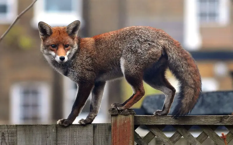 There are 150,000 urban foxes in the UK, with 10,000 in London alone - Jim Dyson/Getty