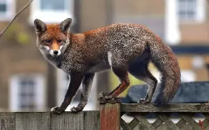 It’s time to cull urban foxes