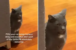 Cat Brings Home Stray, Gets Adopted by His Family—Then Everything Changed