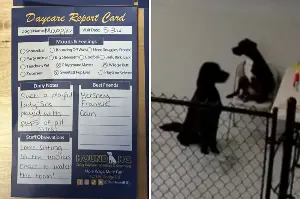 Owner Receives Dog’s Report Card From Daycare, Learns Something Unexpected