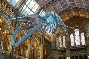 Natural History Museum is UK's most visited tourist attraction with record 7.1m visitors in 2025