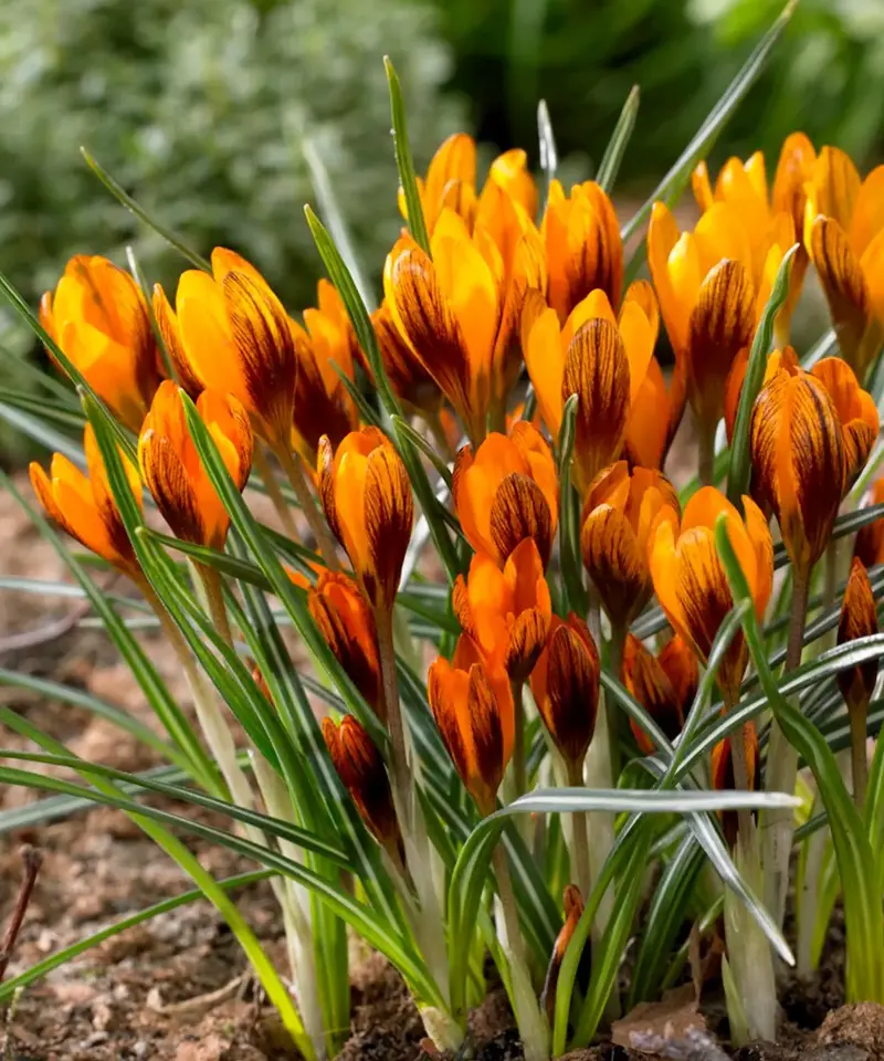 (Image credit: Dutch Grown)