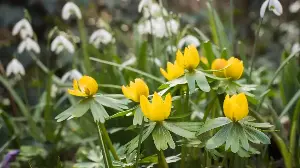 The Flower Bulbs to Order in August to Get a Head Start on Spring Blooms