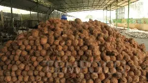 Indonesia Aims to Become Top Exporter of Coconut-Based Products