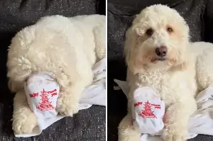 Hysterics As Goldendoodle Has 1 ‘Adorable’ Rule When It Comes to Eating