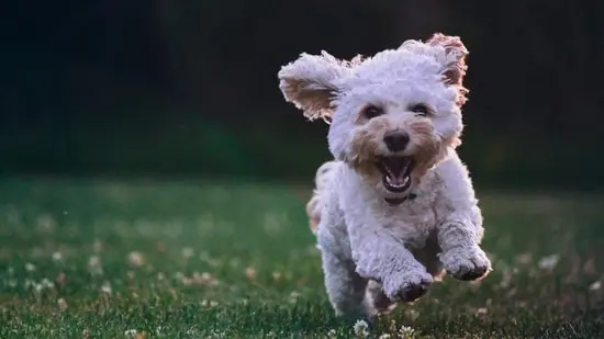 Keep your dogs away from puddles. 