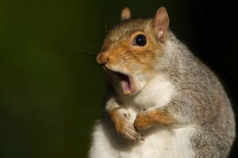 Grey squirrel yawning
