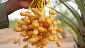Everything To Know About Gujarat's GI Tagged Kutchi Kharek