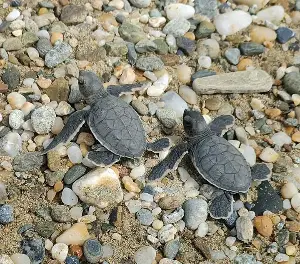 94 green sea turtle hatchlings released in Zamboanga del Norte