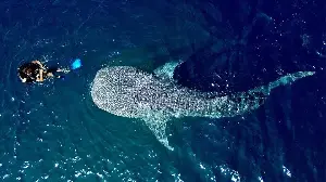 Whale Watching in Australia: Best Spots and Timing Guide