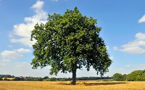English oaks ‘can no longer cope with British heat’