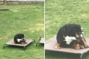 Bulldog’s Reaction After Sibling Ruins His Favorite Toy Delights Internet