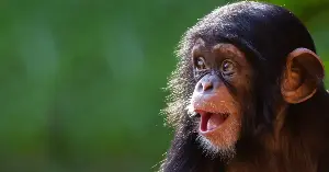 In 1960, anthropologist Louis Leakey sent a 26-year-old English secretary named Jane Goodall — who had no university degree and no scientific training — to a stretch of forest called Gombe to study wild chimpanzees. Within months she had observed a chimpanzee stripping leaves off a stalk to fish termites from a mound, overturning the long-held belief that only humans made and used tools
