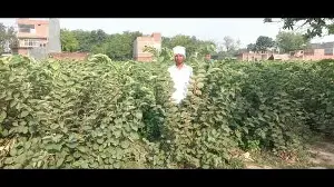 Soaring UP temperature drives booming phalsa demand