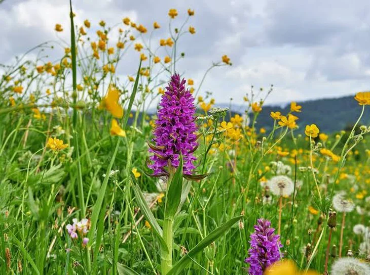 After being left unattended for over 10 years, thousands of orchids suddenly appeared - Photo 1.