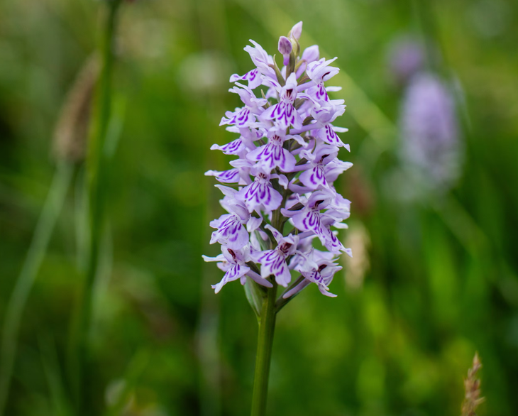 After being left unattended for over 10 years, thousands of orchids suddenly appeared - Photo 3.
