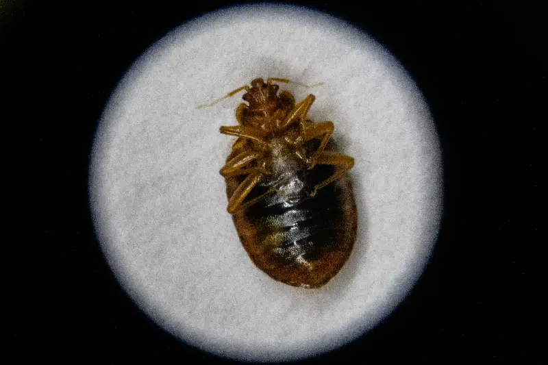 Bedbugs were found in Southeastern trains in September (stock picture) (AFP/Getty)