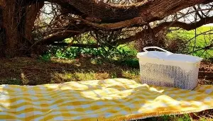 The art of a digital picnic