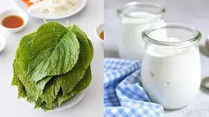 Not everyone knows about using perilla leaves for beauty purposes.