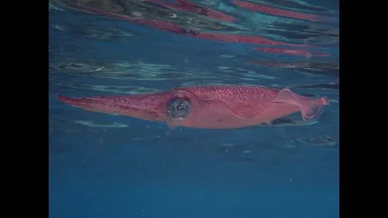 A reef squid in the waters of the Indian Ocean. (Rohan Arthur)