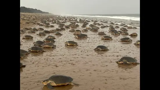 A scene from 2025, a year that saw over 500,000 olive ridley turtles nest at the Rushikulya rookery in Odisha. (Bipro Behera)