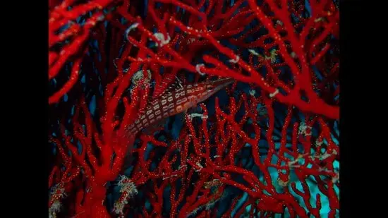 A longnose hawkfish lies camouflaged in a gorgonian sea fan. (Rohan Arthur)