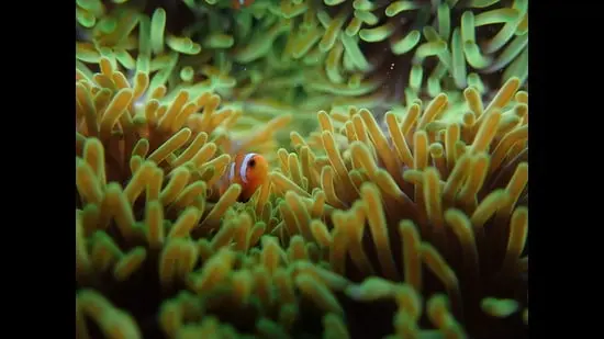 An Ocellaris clownfish in its sea anemone. (Evan Nazareth)