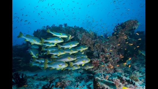 A shoal of Oriental sweetlips group at a reef in the Andaman Islands. There is vibrant life in our seas, delicate ecosystems – and time, still, to attempt to strike a balance. (Umeed Mistry)