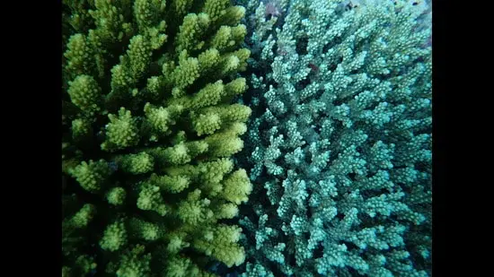 Two competing species of Acropora corals, in the Indian Ocean. (Evan Nazareth)