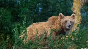 Wildlife SOS camera study offers new insights into Himalayan brown bears in Kashmir