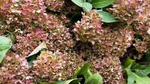 If Your Hydrangea Blooms Have Turned Brown, Here Are 5 Common Causes and Exactly How to Revive Them