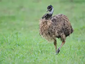A Minnesota bird hunter and his dog flushed ... an emu?