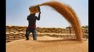 At 77 LMT, wheat arrivals surpass Haryana’s purchase target