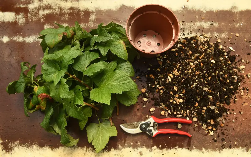 Take hardwood cuttings from blackcurrants is a great way to produce healthy new shrubs - Russell Sach