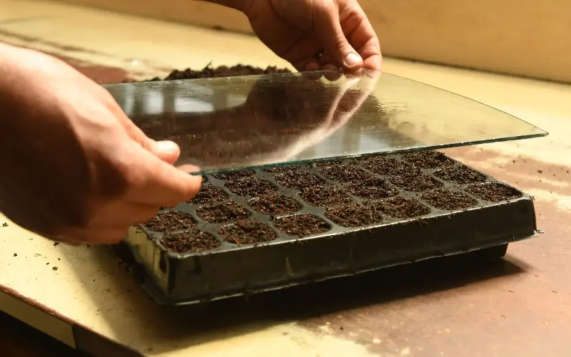 Sow sweet peas now, and they can be planted out in March - Russell Sach