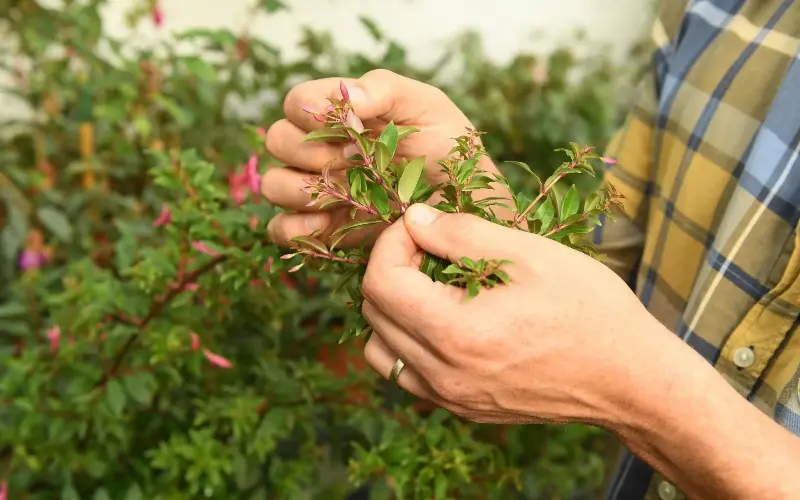 Reducing the number of whiteflies will help to prevent plant damage - Russell Sach