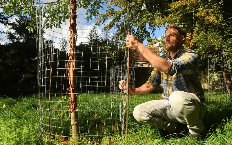 Protect young trees with rabbit guards, and clear competing weeds - Russell Sach